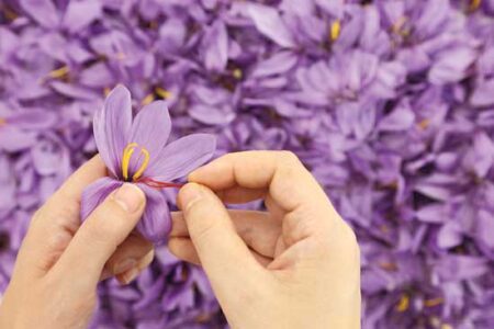 Grow and Harvest Your Own Saffron